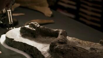 Ανακαλύφθηκε απολίθωμα δεινοσαύρου που συνδέεται με φονικό αστεροειδή