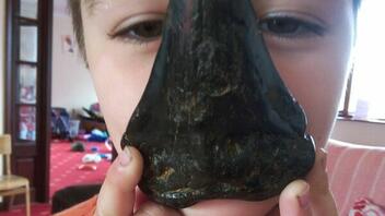 Αγόρι βρήκε το δόντι ενός τεράστιου προϊστορικού καρχαρία!