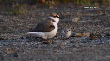 Θαλασσοσφυριχτής: Το όμορφο πτηνό εθεάθη στην Αργολίδα με το μικρό του