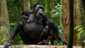 Αποκαλύφθηκε η κρυφή γλώσσα των χιμπατζήδων 