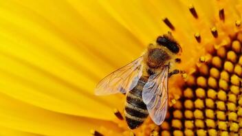 Τσίμπημα μέλισσας: Τα συμπτώματα, οι πρώτες βοήθειες και η πρόληψη