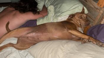 Ξύπνησαν και βρήκαν στο κρεβάτι έναν σκύλο που δεν ήταν δικός τους!