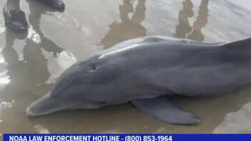 Λουόμενοι πήγαν να βοηθήσουν δελφίνι αλλά το σκότωσαν 