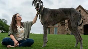 Αυτός είναι ο Δίας, ο ψηλότερος σκύλος στον κόσμο