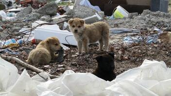 Σε χωματερή είχε μετατραπεί σπίτι – Επτά σκυλιά ζούσαν στα σκουπίδια