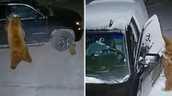 Αρκούδα ανοίγει τις πόρτες αυτοκινήτου και κλέβει σνακ για τα μικρά της 