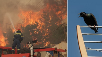"Ένα... πουλί φταίει για τη φωτιά στη Βούλα!" - Χαμός στο Twitter 