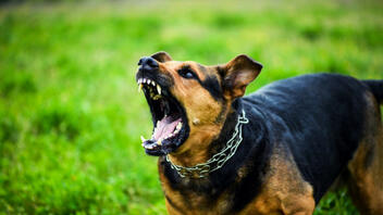 "Πονοκέφαλος" από επιθέσεις αδέσποτων σκύλων στο Κορακοβούνι