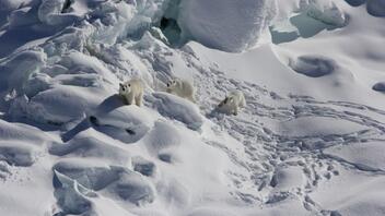 Ανακαλύφθηκε αγέλη πολικών αρκούδων που ζει σε περιοχή χωρίς πάγο