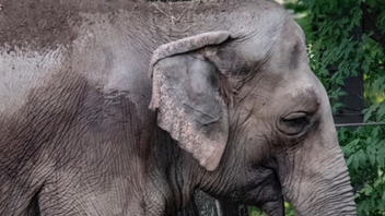Ο ελέφαντας στον ζωολογικό κήπο «δεν είναι άνθρωπος», αποφάσισε δικαστήριο στη Νέα Υόρκη