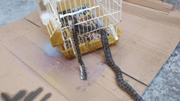 Φίδι εισέβαλε σε σπίτι, έφαγε το καναρίνι και κόλλησε στο κλουβί