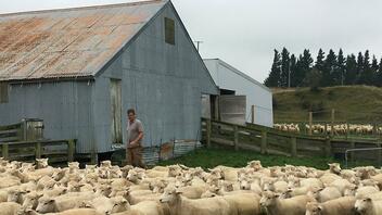 Η Νέα Ζηλανδία φορολογεί... το ρέψιμο των αγελάδων