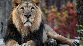 Γιατροί έσωσαν λιοντάρι από τύφλωση- Είχε καταρράκτη και στα δύο του μάτια
