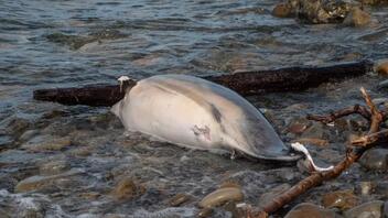 Θύματα του πολέμου στην Ουκρανία και τα... δελφίνια στη Μαύρη Θάλασσα