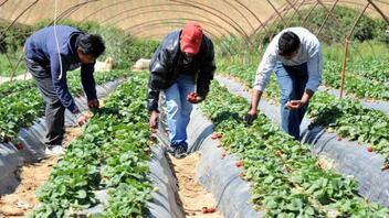 "Κραυγή αγωνίας" από αγροτικούς συλλόγους για τους εργάτες γης