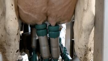 Ρομπότ αρμέγει αγελάδες στις Σέρρες