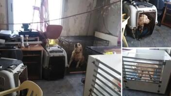 Δίωξη στην 60χρονη που κρατούσε 16 σκυλιά στο διαμέρισμα της Τούμπας