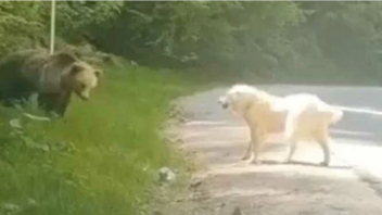 Η "μάχη" σκύλου με αρκούδα - Πώς έσωσε το κοπάδι