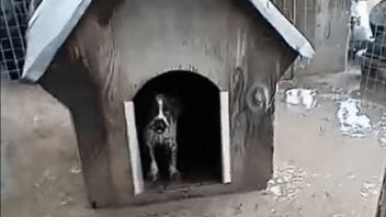 Έσωσε τον σκύλο του από το πλημμυρισμένο σπίτι του