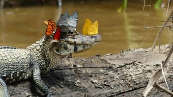 Αλιγάτορας κάνει παρέα με πεταλούδες και κερδίζει διαγωνισμό φωτογραφίας
