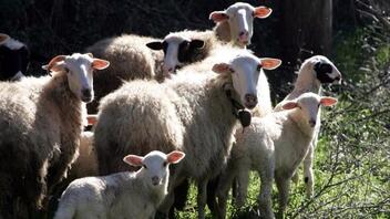 Έγκριση από ΕΕ για 50 εκ ευρώ για τη στήριξη του κτηνοτροφικού τομέα