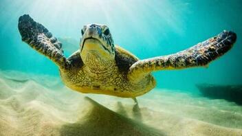Ρόδος: Καρέ – καρέ η διάσωση μιας θαλάσσιας χελώνας