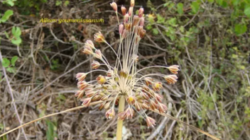 Στη Ελλάδα η πρώτη, παγκοσμίως, καταγραφή του φυτού Allium goumenissanum