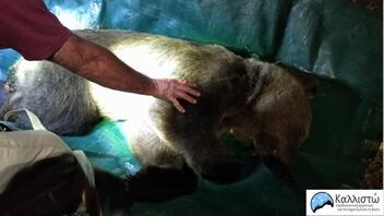 Απομακρύνθηκε αρκούδα από κατοικημένη περιοχή της Καστοριάς