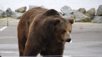 Νεκρή η αρκούδα που χτυπήθηκε από αυτοκίνητο στην Εγνατία