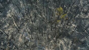 Ανυπολόγιστη καταστροφή στο δάσος της Δαδιάς - Καίει για 6η μέρα η φωτιά