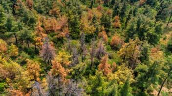 Δάση: Καθαρίστηκαν προληπτικά 80.000 στρέμματα