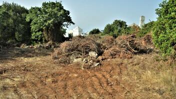 «Όχι» στην καταστροφή του δάσους του Πανεπιστημίου Κρήτης, λέει το Τμήμα Ιστορίας και Αρχαιολογίας