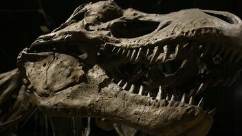  Σκελετός δεινοσαύρου πωλήθηκε σε δημοπρασία έναντι 6,1 εκατομμυρίων δολαρίων