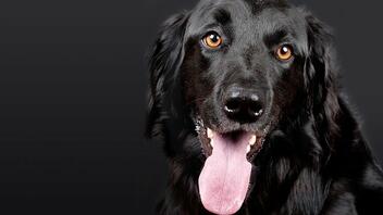 Νέα έρευνα: Τα σκυλιά μπορούν να «δουν» και με τη μύτη τους