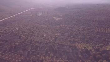 Βίντεο drone δείχνει την καταστροφή στον Παραδοσιακό Ελαιώνα της Αμφισσας