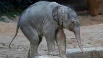 Τρίτος ελέφαντας νεκρός από ερπητοϊό στον ζωολογικό κήπο της Ζυρίχης