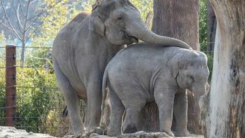 Αγέλη ελεφάντων πενθεί στο κλουβί ελέφαντα που πέθανε από έρπη