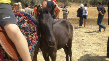 Εκδηλώσεις για το Γεωργαλίδικο άλογο στην Ιεράπετρα