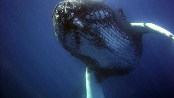 Φάλαινες όρκες σκοτώνουν λευκό καρχαρία για το συκώτι του