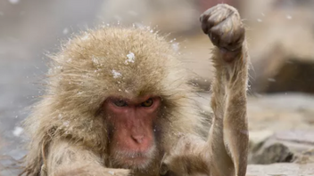 Ιαπωνία: Μαϊμού επιτέθηκε και τραυμάτισε 42 ανθρώπους
