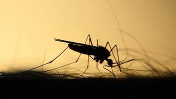 Πώς να προστατέψετε το παιδί από τα κουνούπια