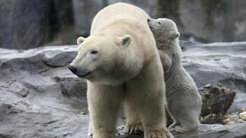 Πολικές αρκούδες πεθαίνουν τρώγοντας σκουπίδια εν μέσω κλιματικής αλλαγής