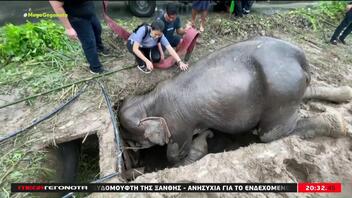 Διάσωση ελεφαντίνας που έπεσε στην αποχέτευση με το μικρό της