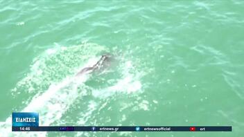 Όλο και περισσότερα δελφίνια στον Θερμαϊκό Κόλπο