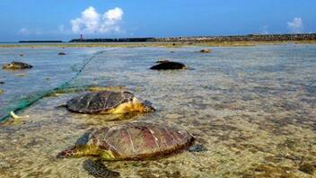 Φρίκη στην Ιαπωνία: Δεκάδες θαλάσσιες χελώνες βρέθηκαν μαχαιρωμένες στο λαιμό