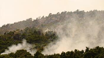 Σκρέκας: Ξεκινά η διαδικασία αποκατάστασης στο δάσος της Δαδιάς