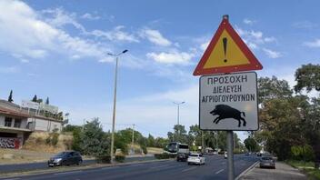 Αγριογούρουνα στην Αττική: Tοποθετήθηκαν οι πρώτες προειδοποιητικές πινακίδες για τους οδηγούς
