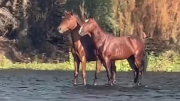 Viral: Δύο άλογα που...περπατούν πάνω στο νερό