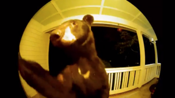 Αρκούδα χτυπά το κουδούνι πόρτας και γίνεται viral