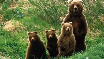 Αρκούδα με τρία αρκουδάκια κάνει βόλτες στην πόλη της Καστοριάς
